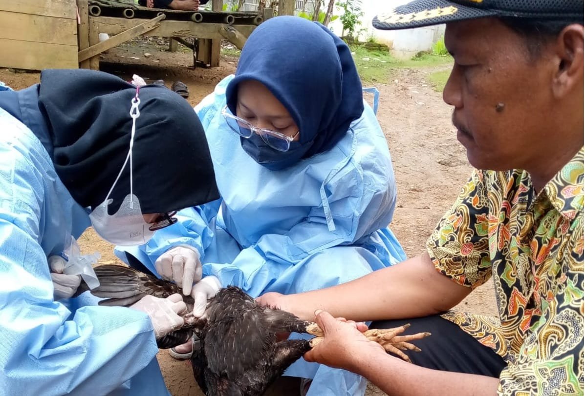 Flu Burung di Pandeglang: Hasil Uji Temukan Penyebab Kematian Ratusan Ayam