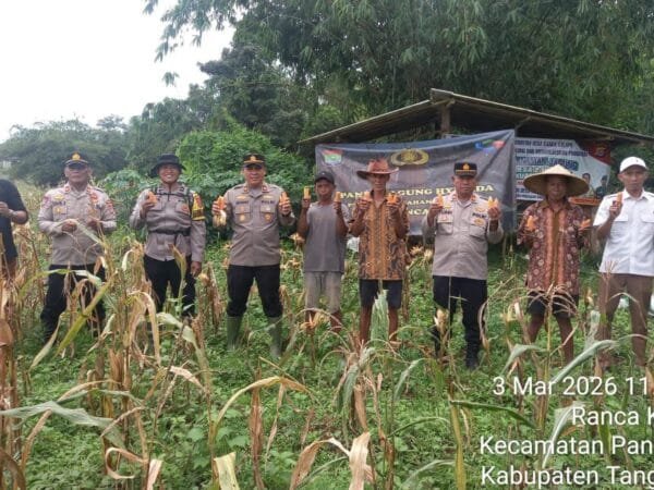 Panen Jagung, Polresta Tangerang Perkuat Ketahanan Pangan