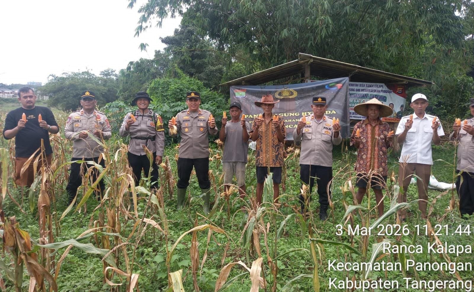 Panen Jagung, Polresta Tangerang Perkuat Ketahanan Pangan
